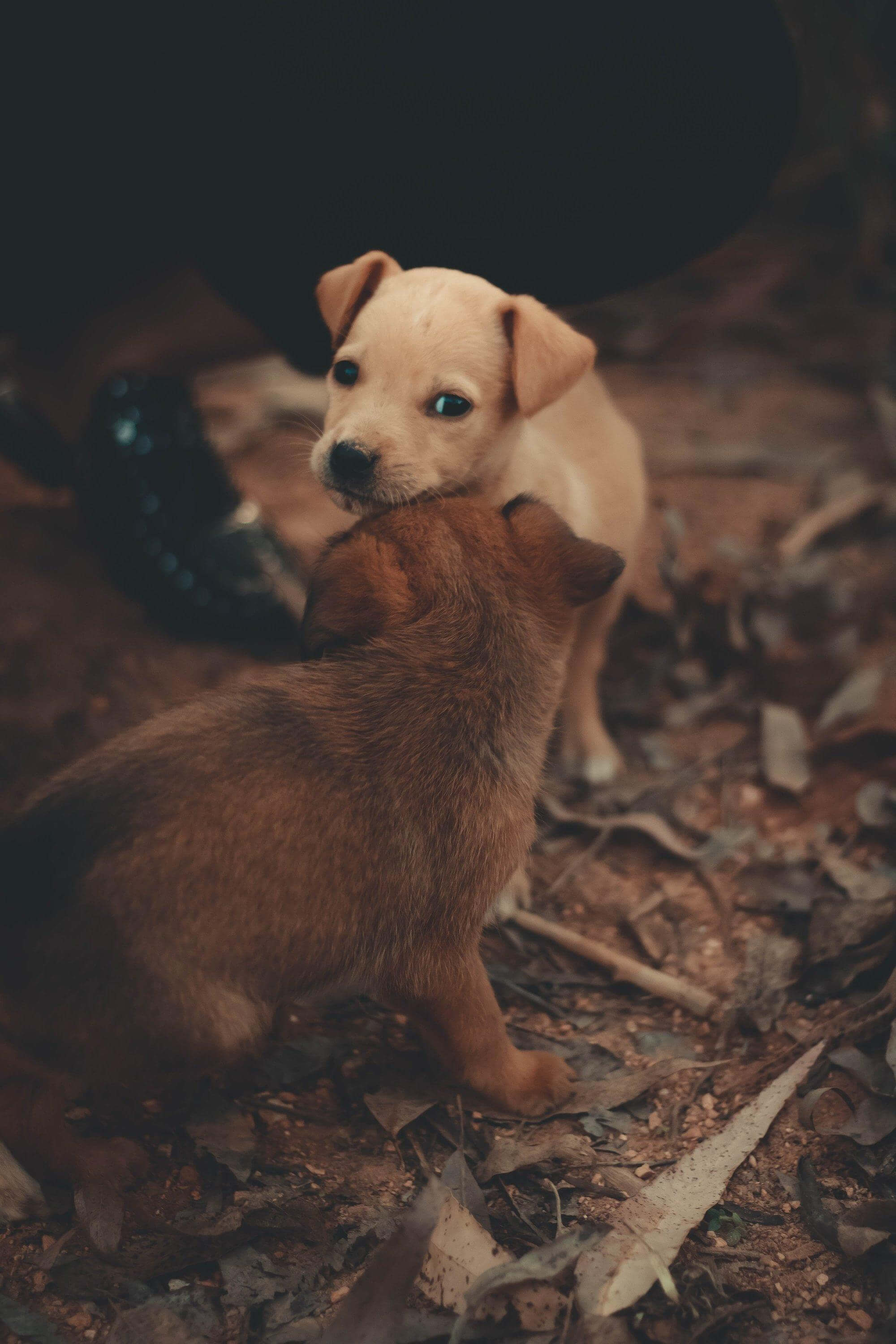 5 Tips for stimulating puppies in their first weeks of life