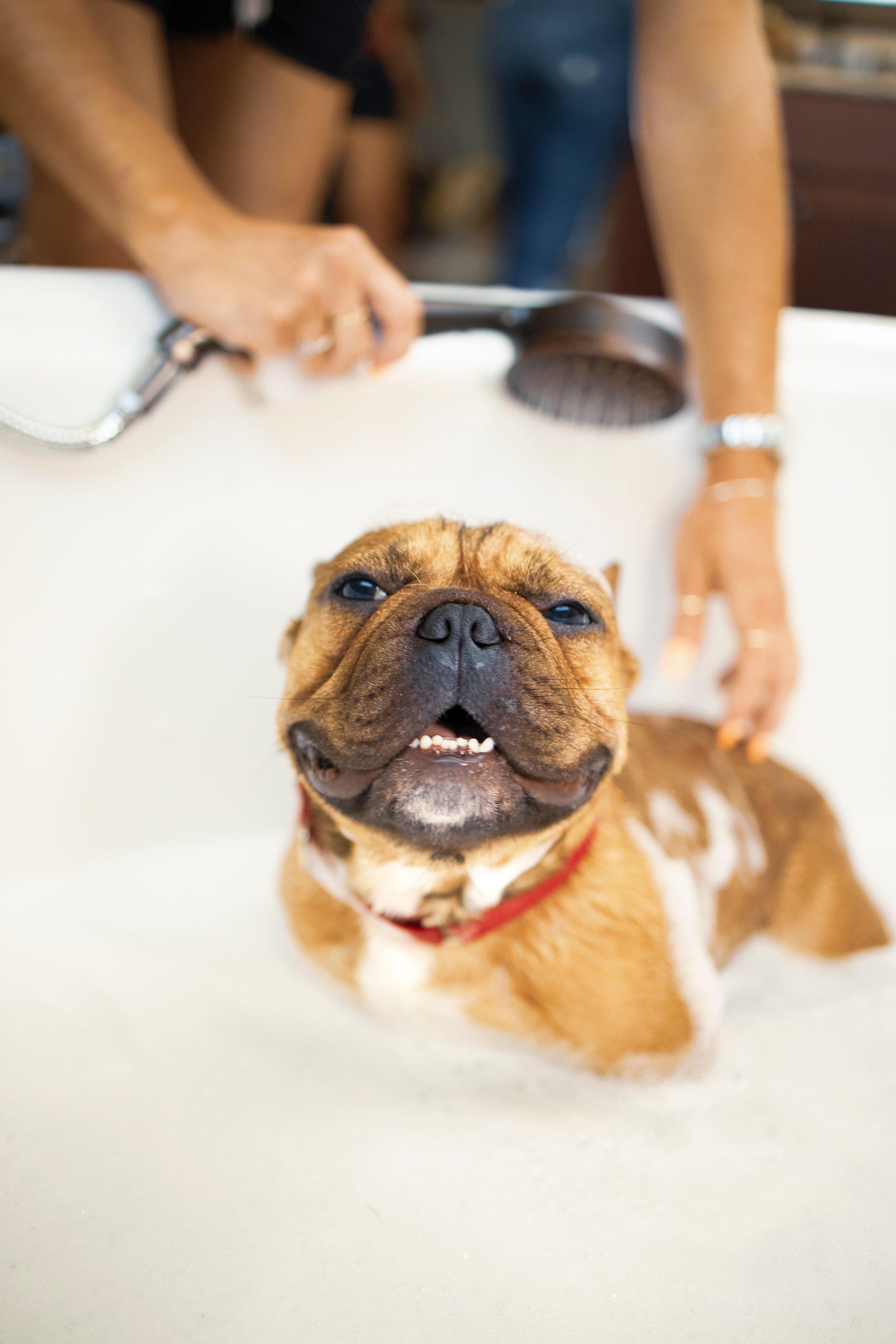 Keep your dog healthy and clean