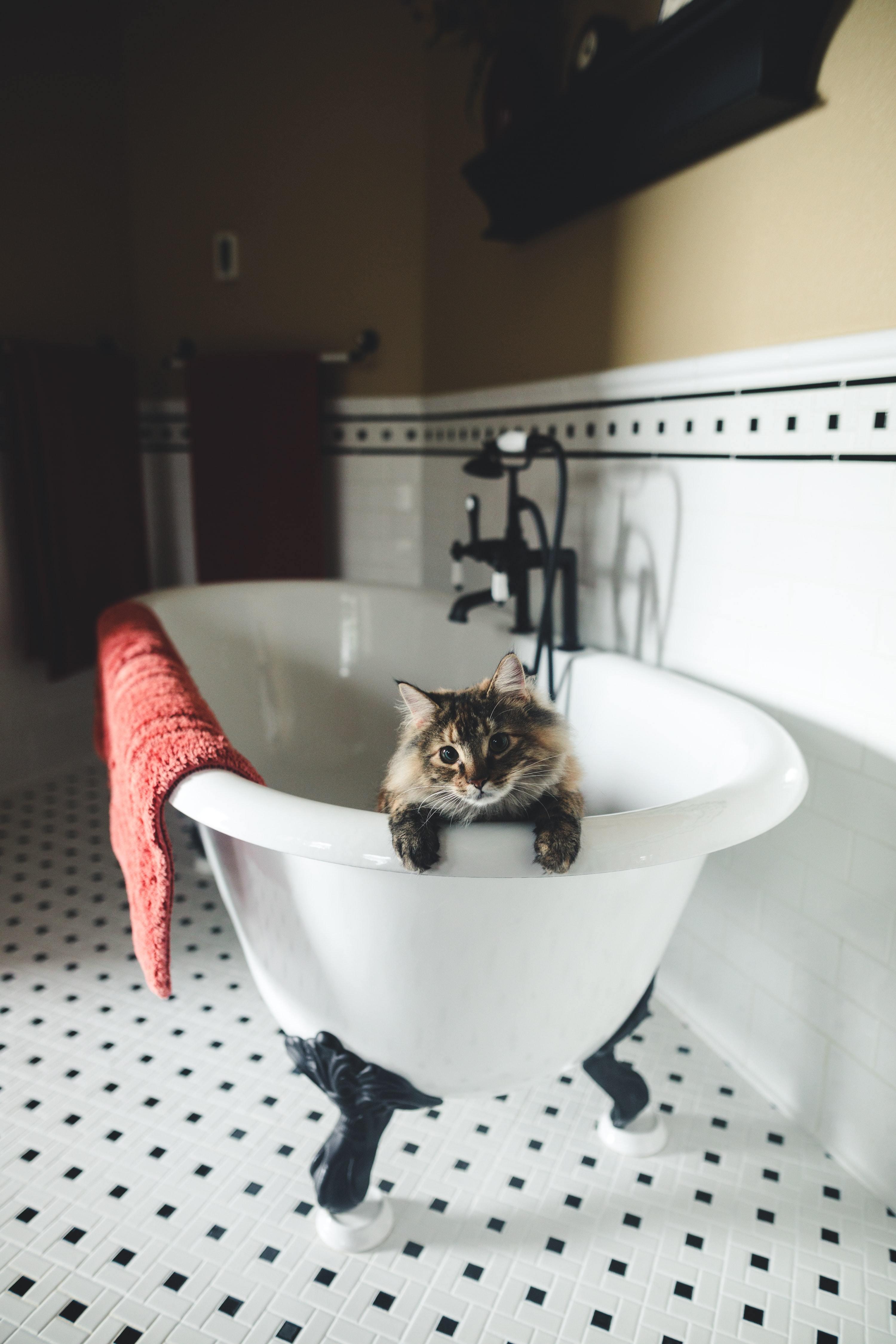 Keep your cat healthy and clean