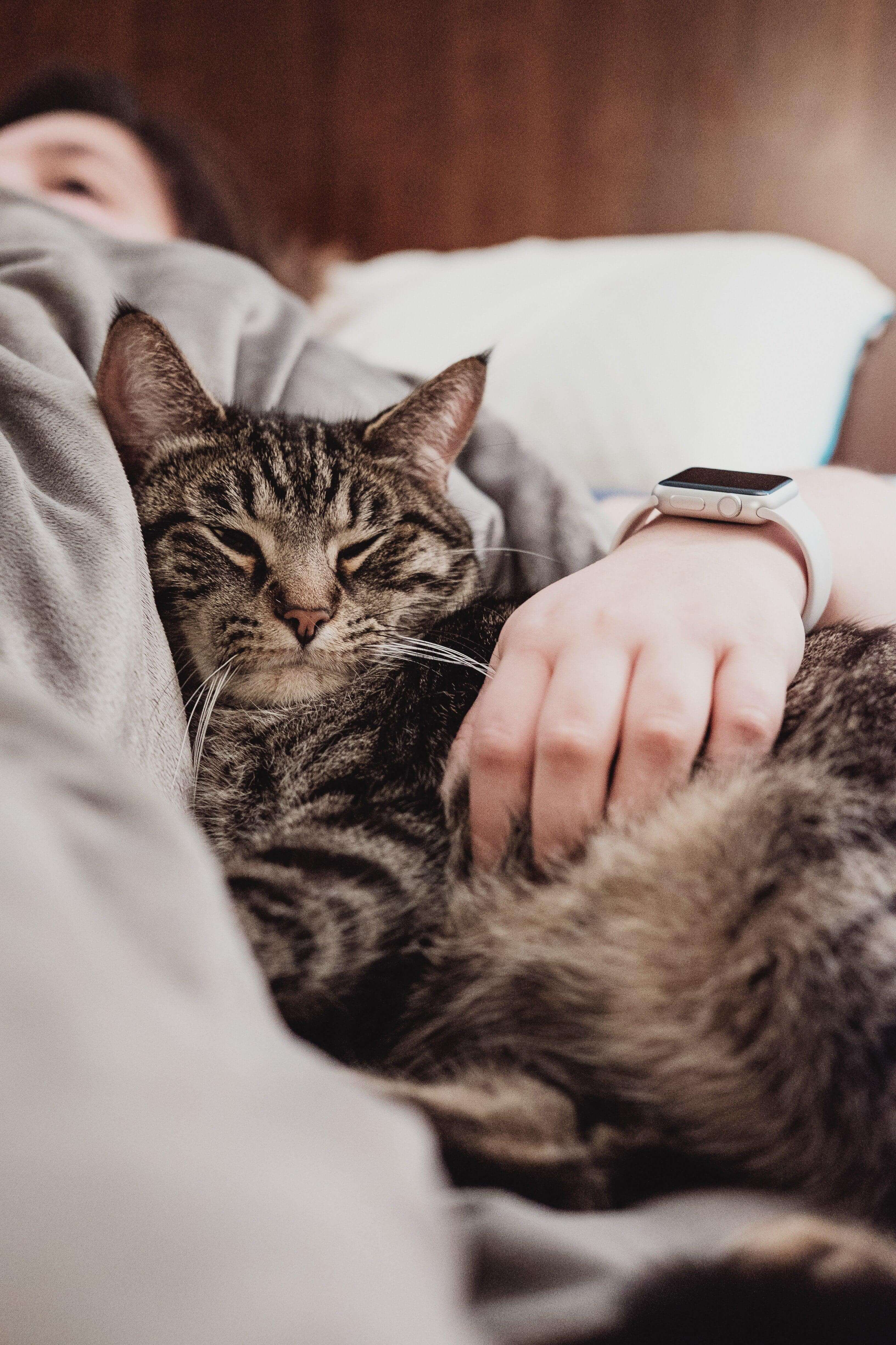9 Ways cats have to show affection