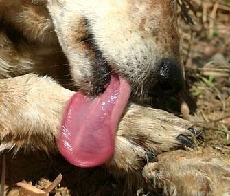 6 Reasons why your dog can lick his paws