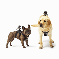 Dog pectoral adaptable for cell phones. - The LionDog Shop