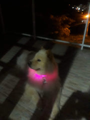 Collar for dogs with LED light. - The LionDog Shop