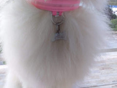 Personalized collar id tag for pets. - The LionDog Shop